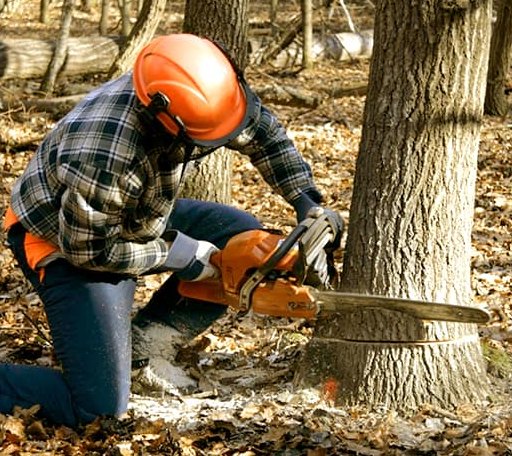 Tree Removal in Powderly, TX